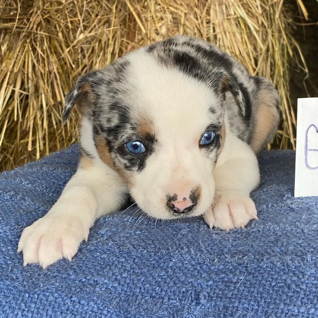 Little Bo Peep (in PA), Adoptable, Puppy Female Australian Shepherd.