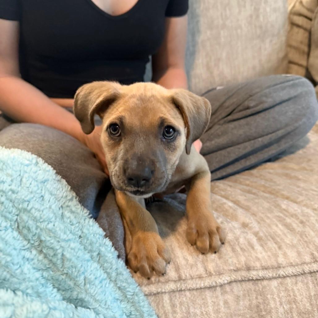 Nala, Adoptable, Puppy Female Australian Shepherd.