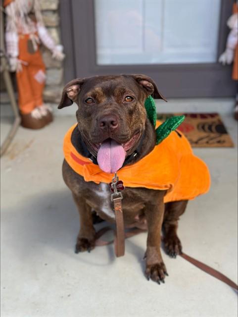 ROBOCOP, Adoptable, Adult Female Staffordshire Bull Terrier.