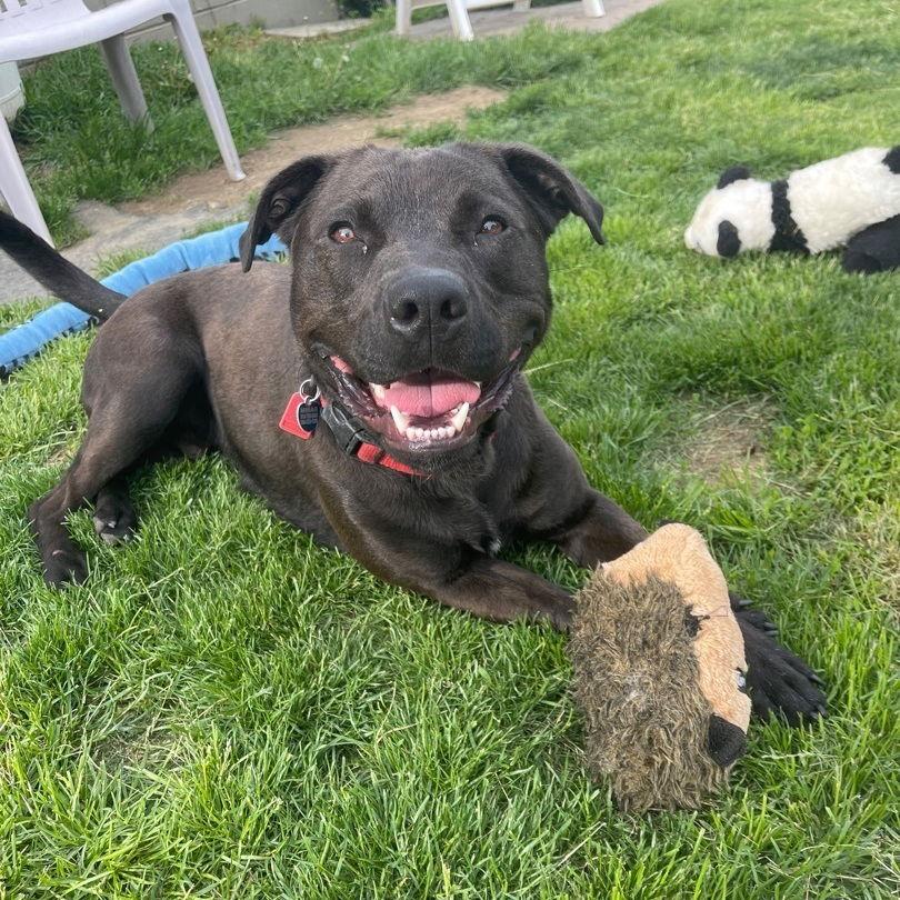 Midnight, a Adoptable mixed breed in Utica, MI image 1/3