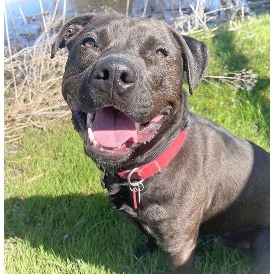 Midnight, a Adoptable mixed breed in Utica, MI image 2/3