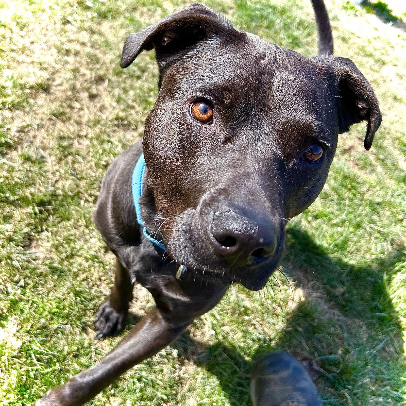 Midnight, a Adoptable mixed breed in Utica, MI image 3/3