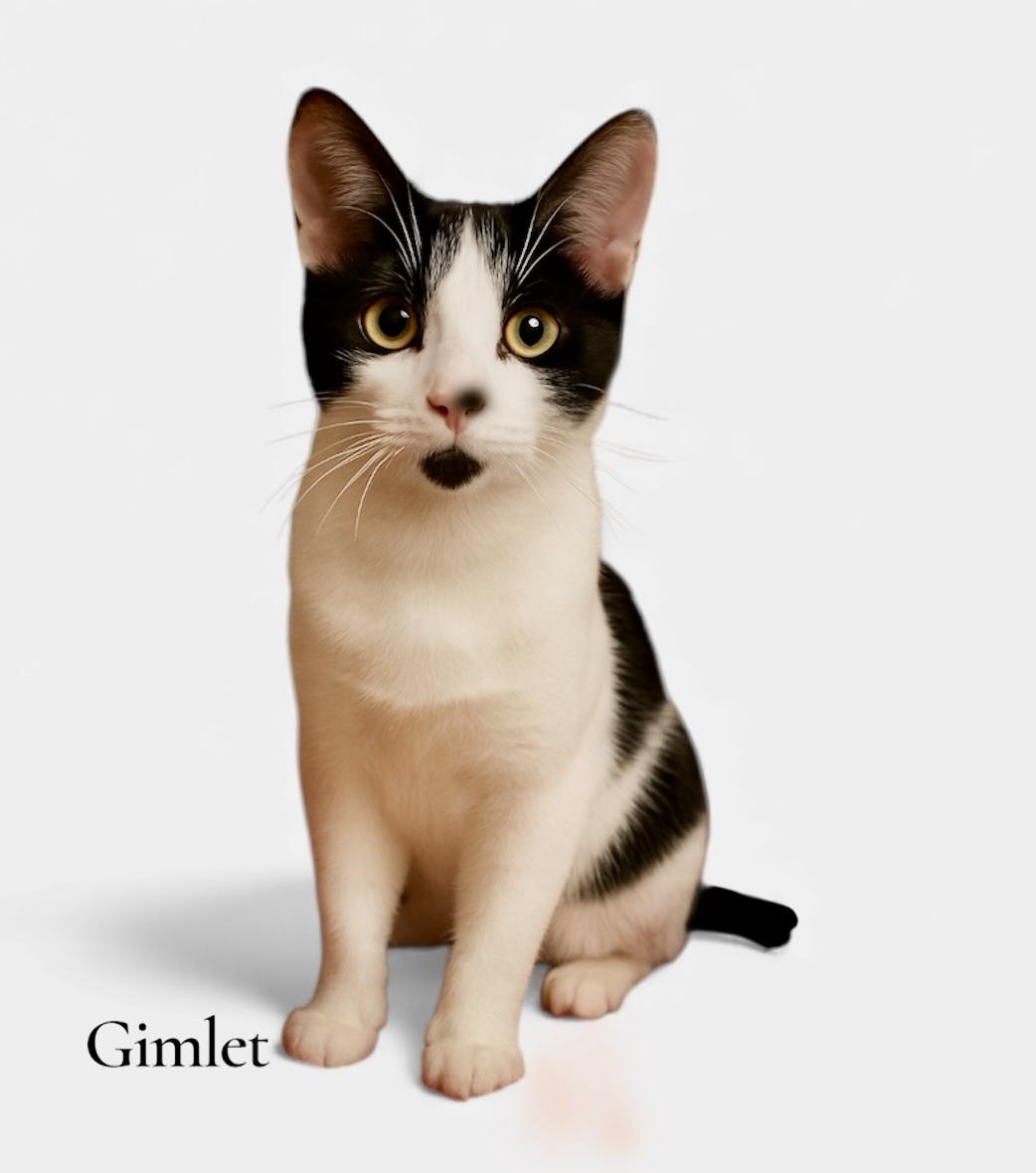 Enlarge Gimlet, a Adoptable Domestic Short Hair in Stevensville, MI image 1/1