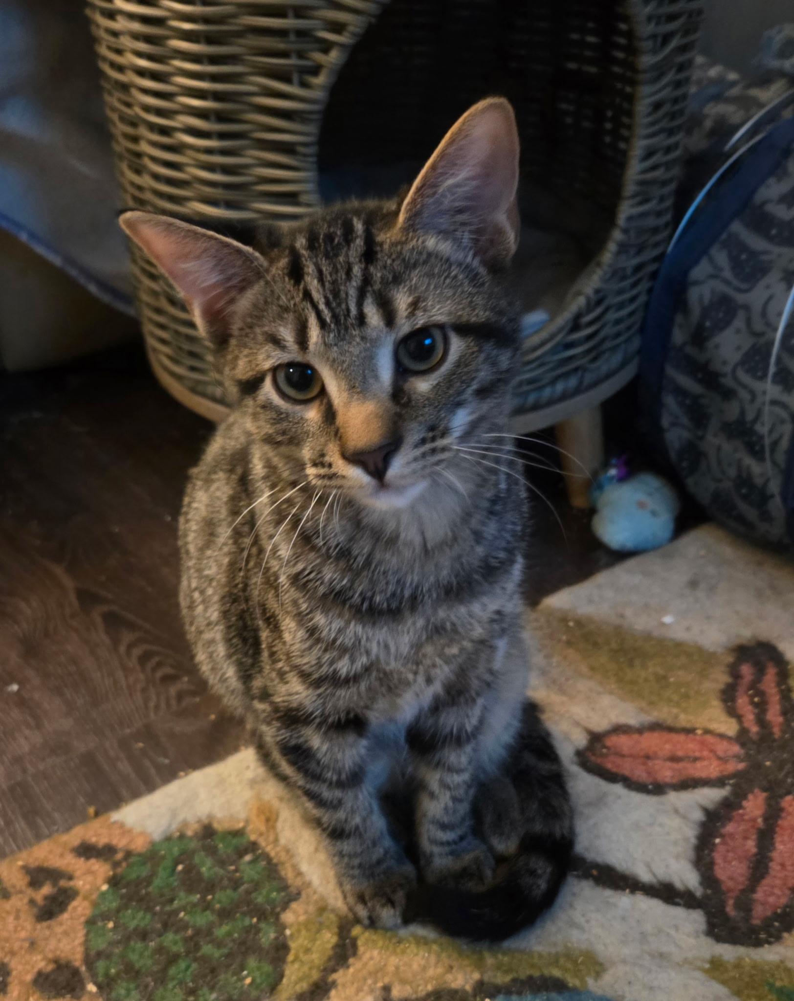 Enlarge Max, a ADOPTABLE Tabby in Nashville, TN image 4/6