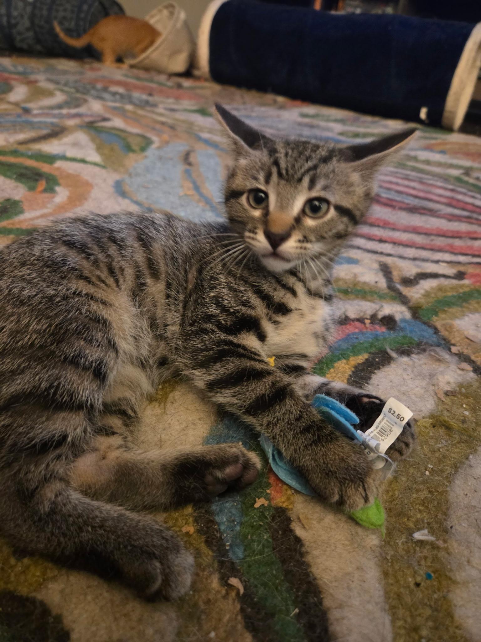 Enlarge Max, a ADOPTABLE Tabby in Nashville, TN image 5/6