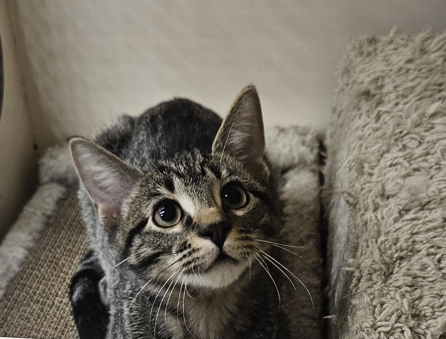 Max, ADOPTABLE, Young Male Tabby.