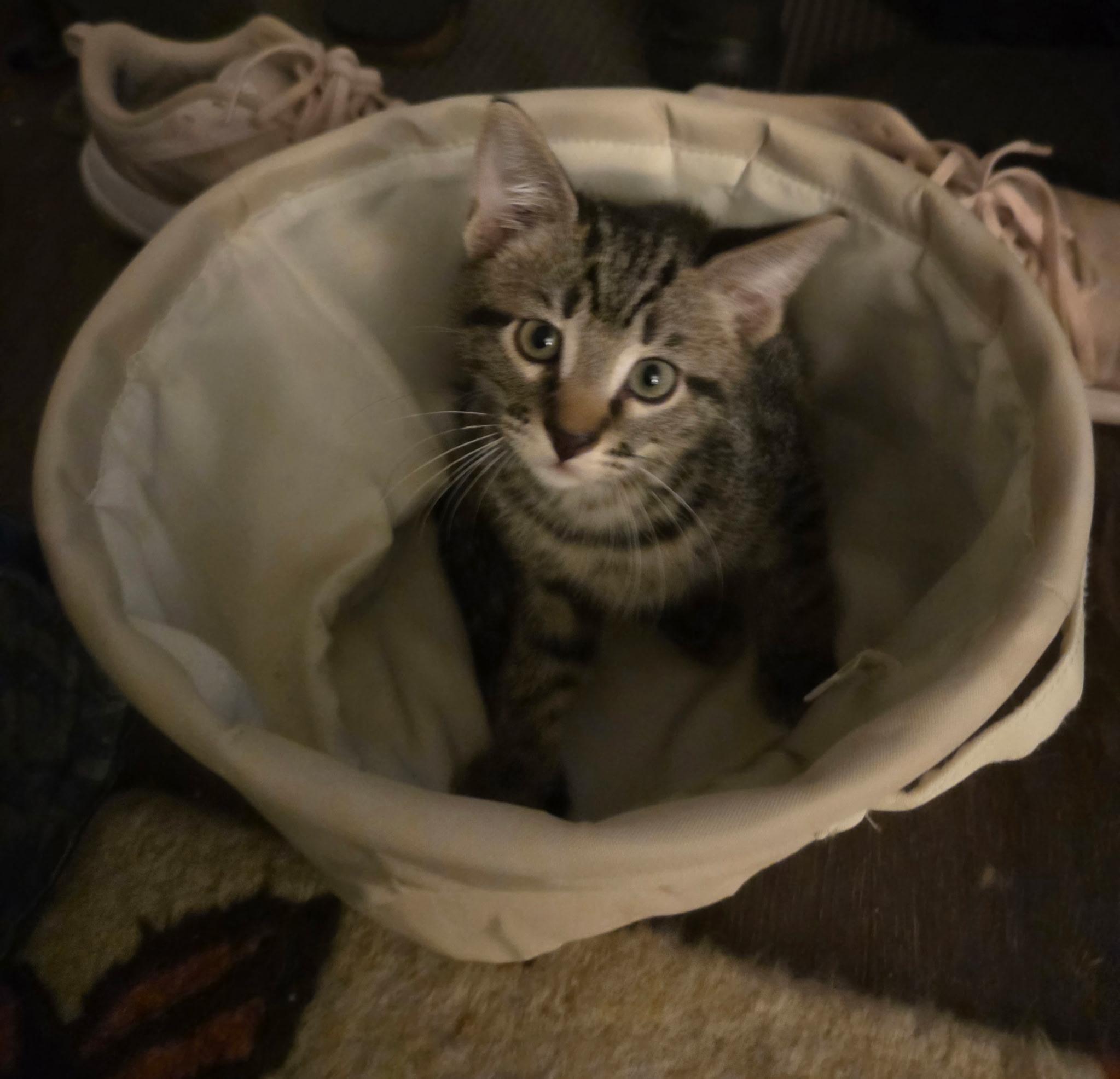 Enlarge Max, a ADOPTABLE Tabby in Nashville, TN image 6/6