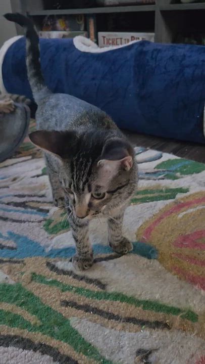 Enlarge Max, a ADOPTABLE Tabby in Nashville, TN video 3/6