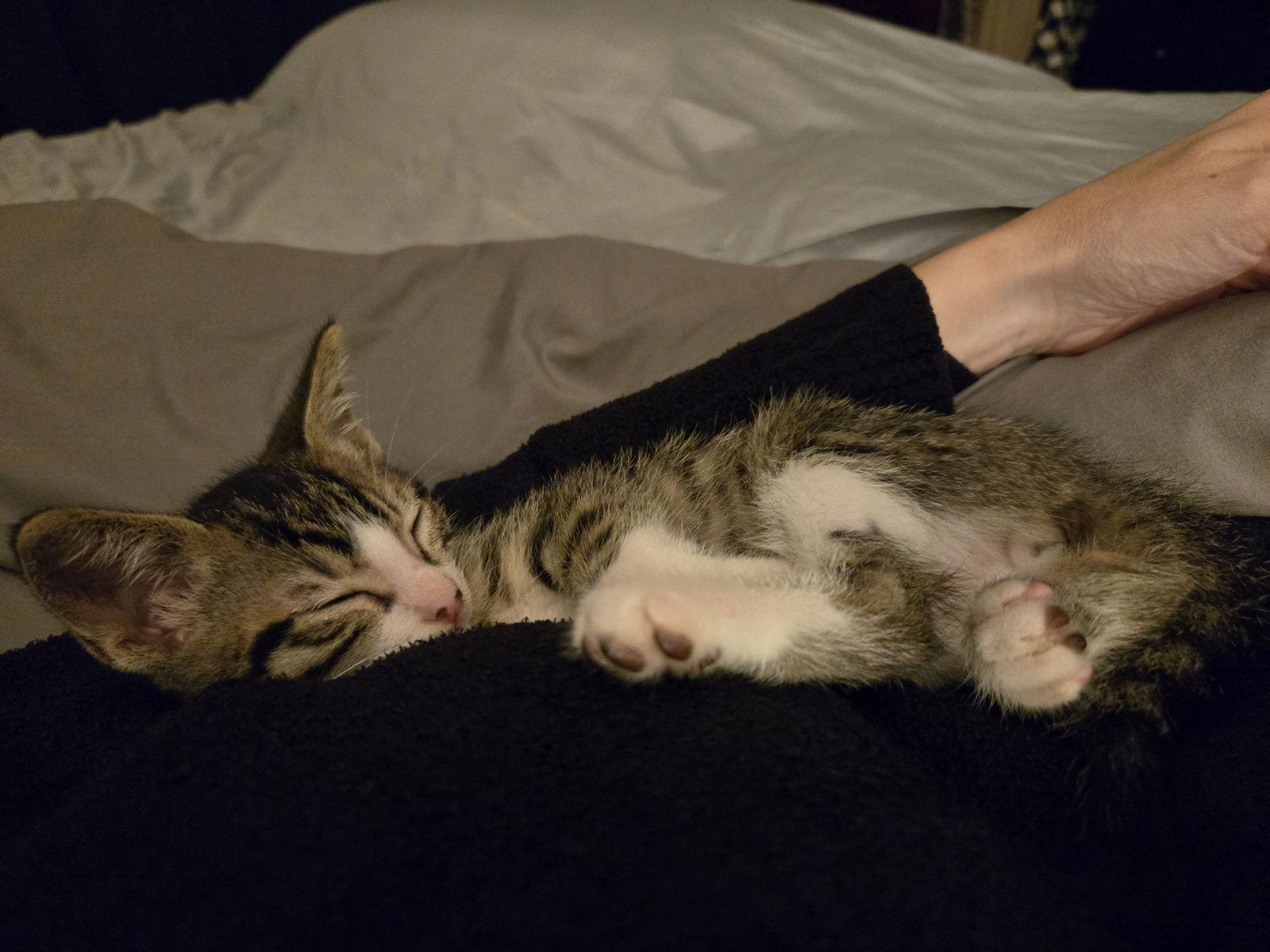 Gru, Adoptable, Kitten Male Domestic Short Hair.