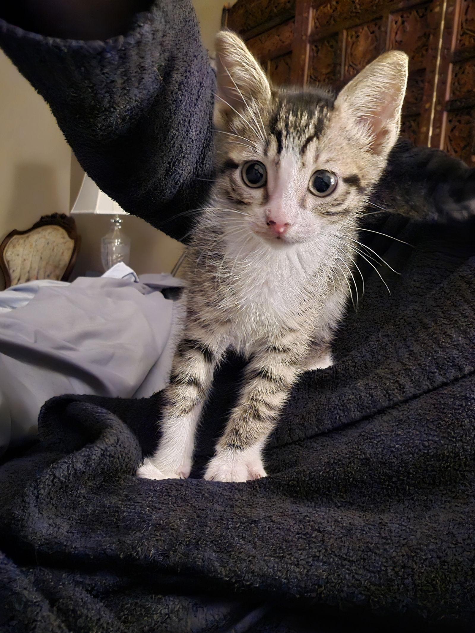 Enlarge Gru, a Adoptable Domestic Short Hair in The Woodlands, TX image 2/3