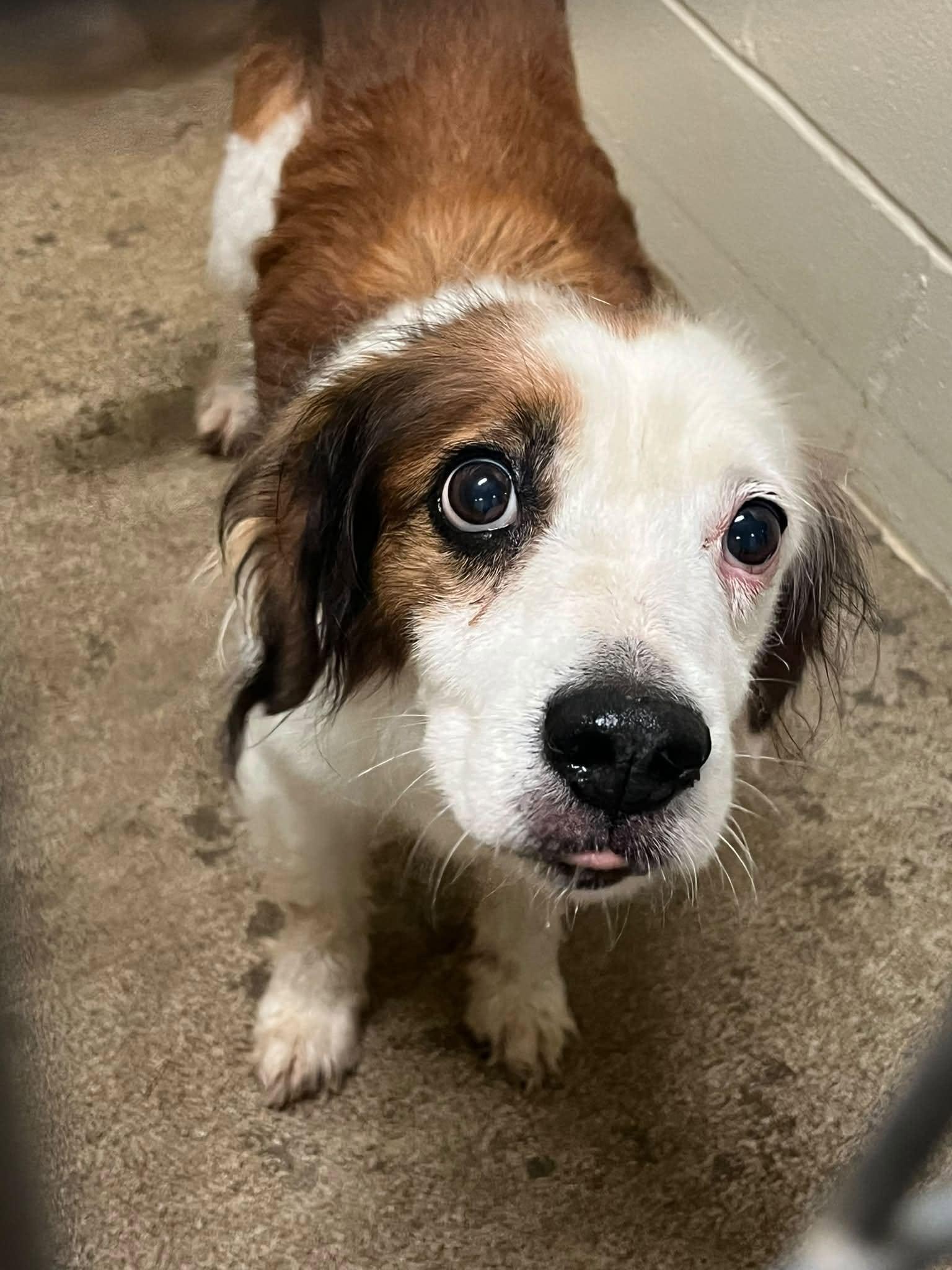 Fiona, adopted, Adult Female Mixed Breed.