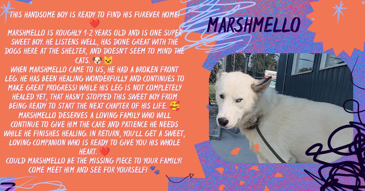 Marshmello, ADOPTABLE, Adult Male Husky.