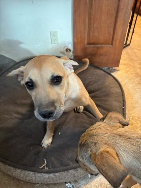 LINDA, Adoptable, Young Female Pit Bull Terrier & Mixed Breed.