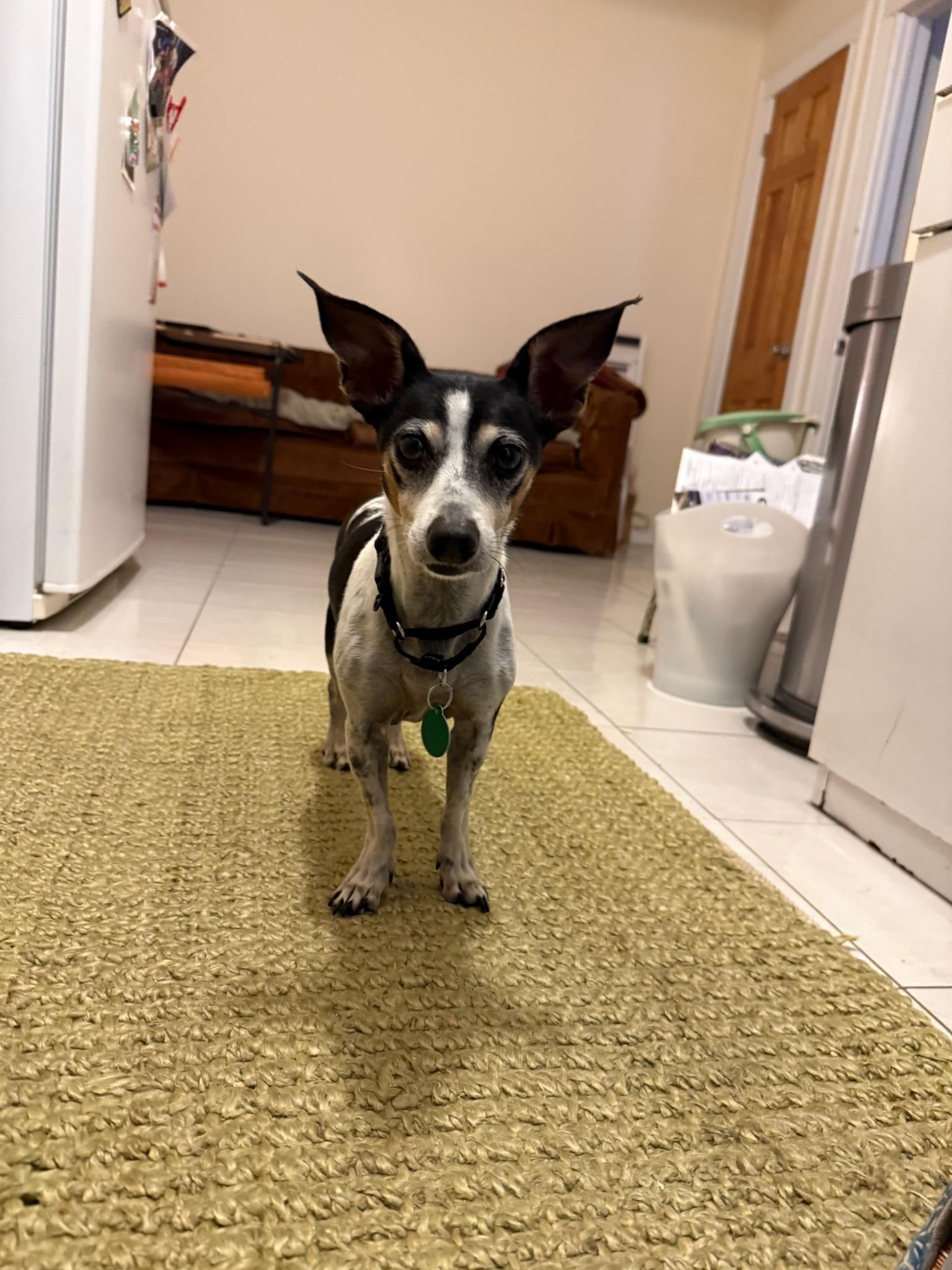 Atlas, Adoptable, Senior Male Rat Terrier.