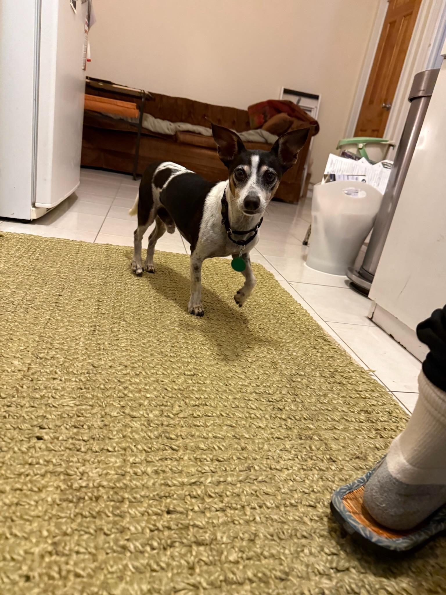 Enlarge Atlas, a Adoptable Rat Terrier in Brooklyn, NY image 5/6