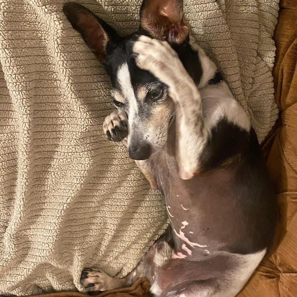 Enlarge Atlas, a Adoptable Rat Terrier in Brooklyn, NY image 3/6