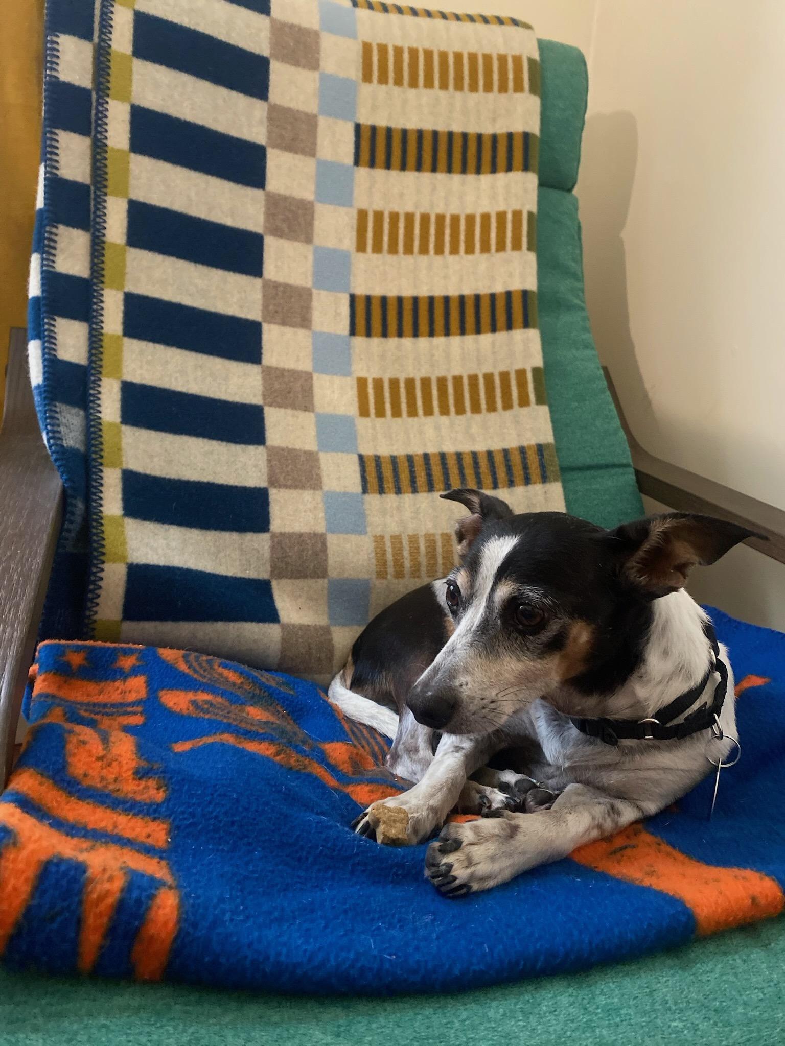 Enlarge Atlas, a Adoptable Rat Terrier in Brooklyn, NY image 4/6