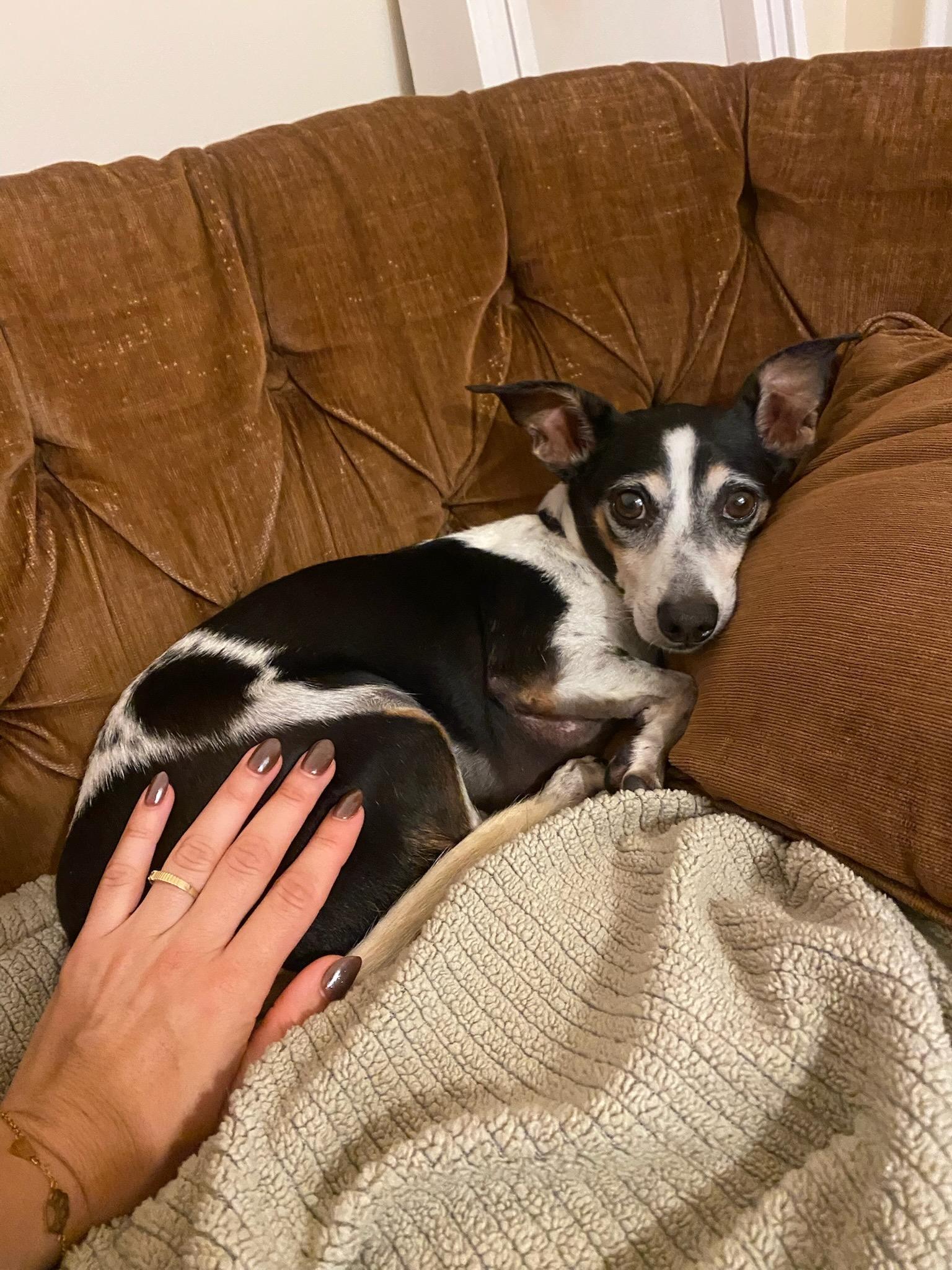 Enlarge Atlas, a Adoptable Rat Terrier in Brooklyn, NY image 2/6