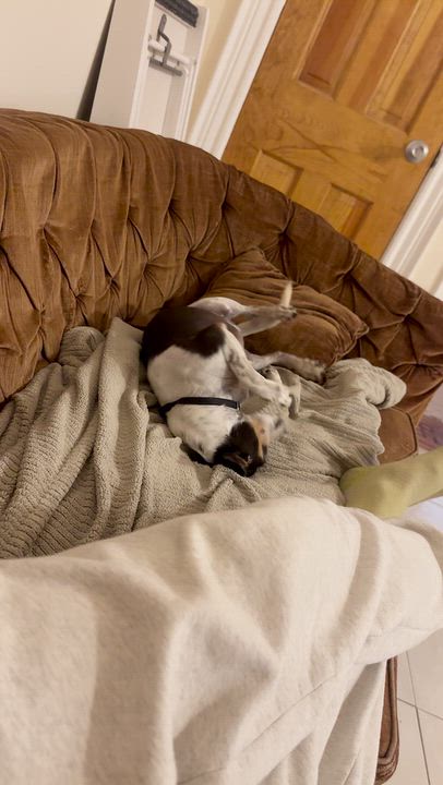 Enlarge Atlas, a Adoptable Rat Terrier in Brooklyn, NY video 6/6