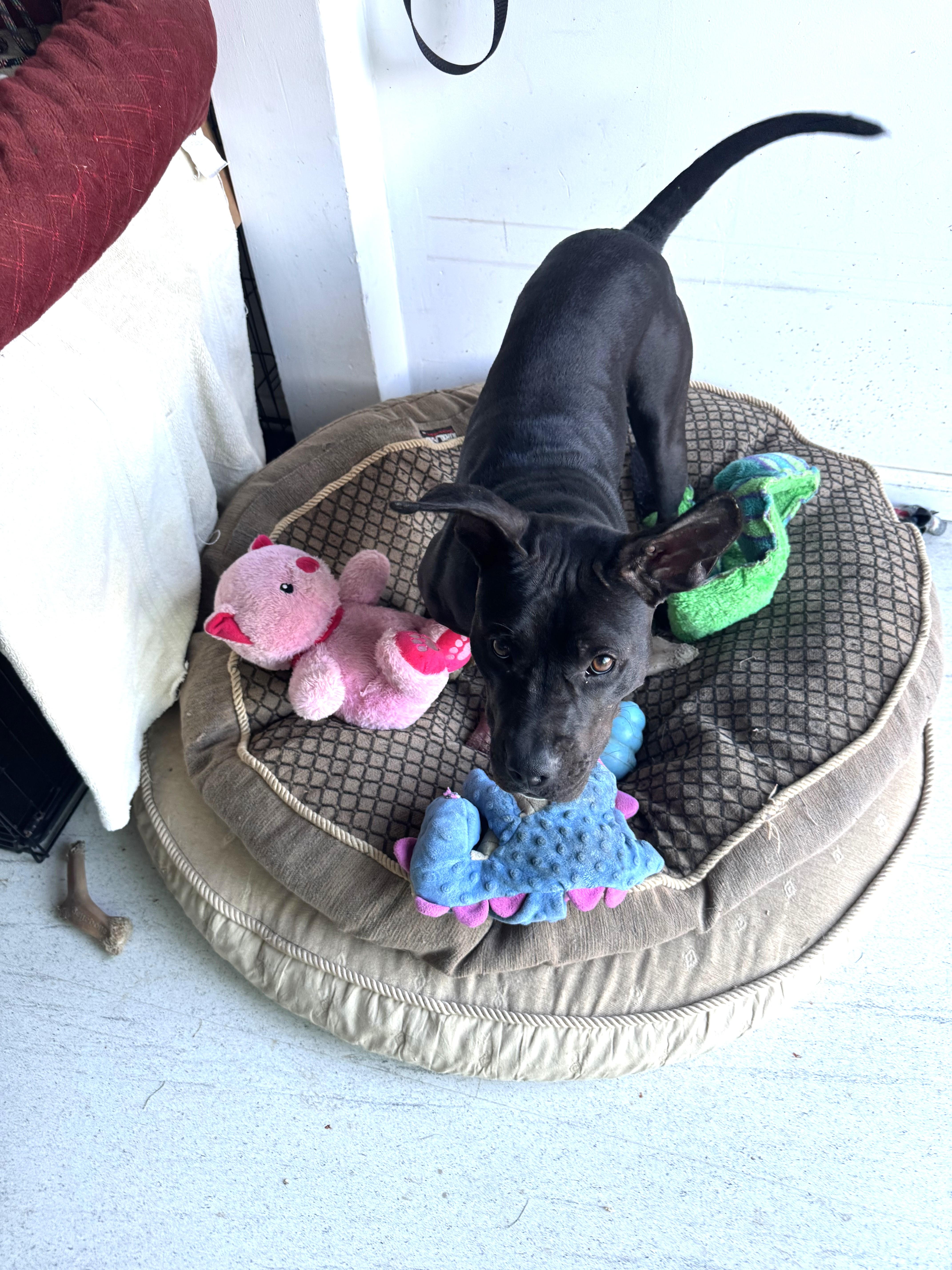 Enlarge Aurora (special sweetie), a ADOPTABLE mixed breed in Ithaca, NY image 2/4
