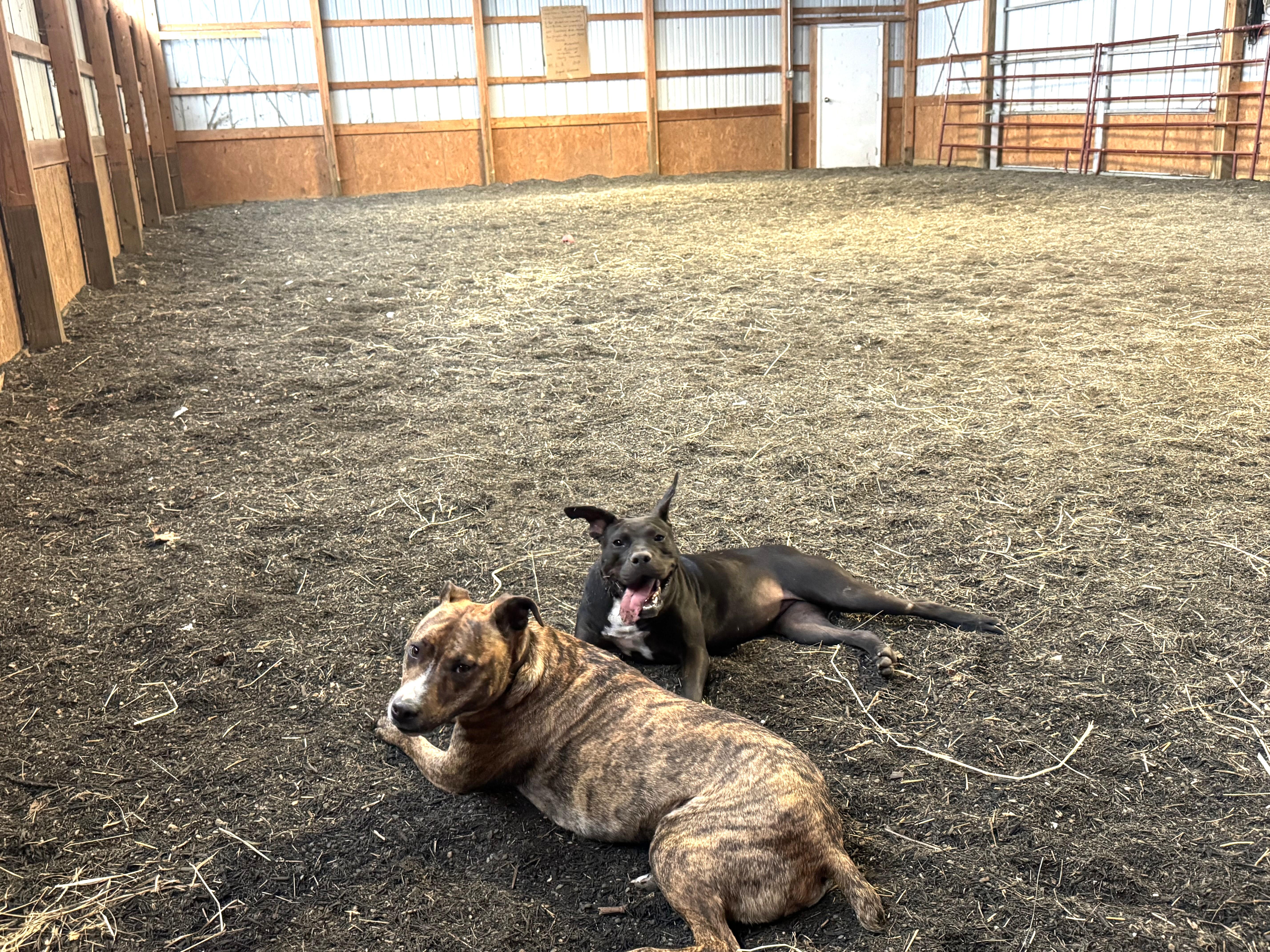 Enlarge Aurora (special sweetie), a ADOPTABLE mixed breed in Ithaca, NY image 3/4