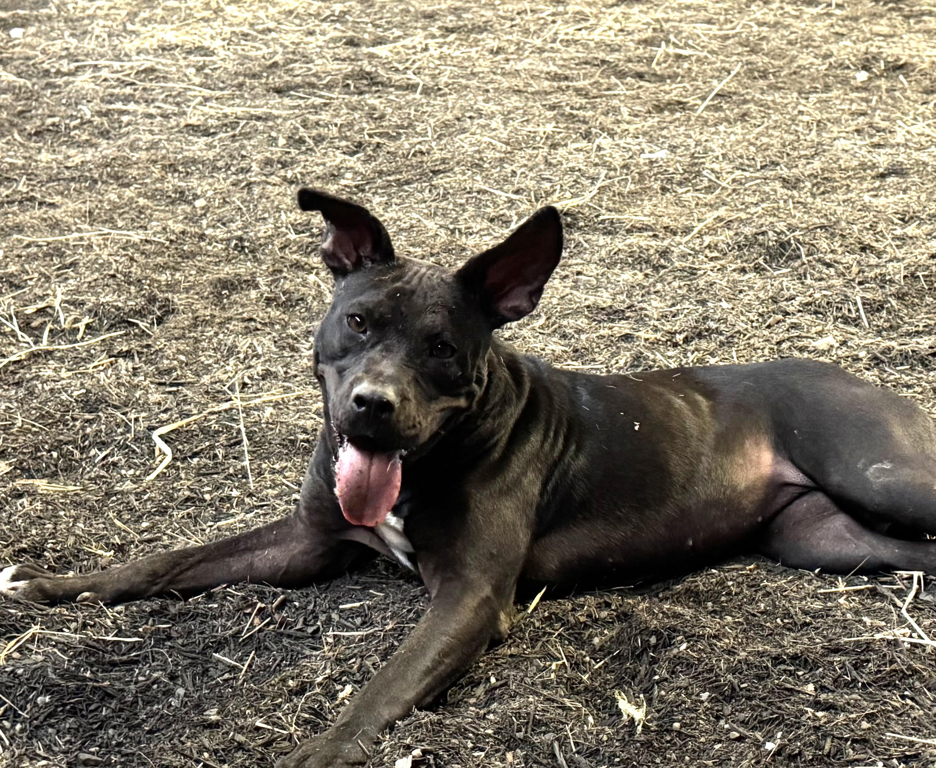 Aurora (special sweetie), ADOPTABLE, Young Female Mixed Breed.
