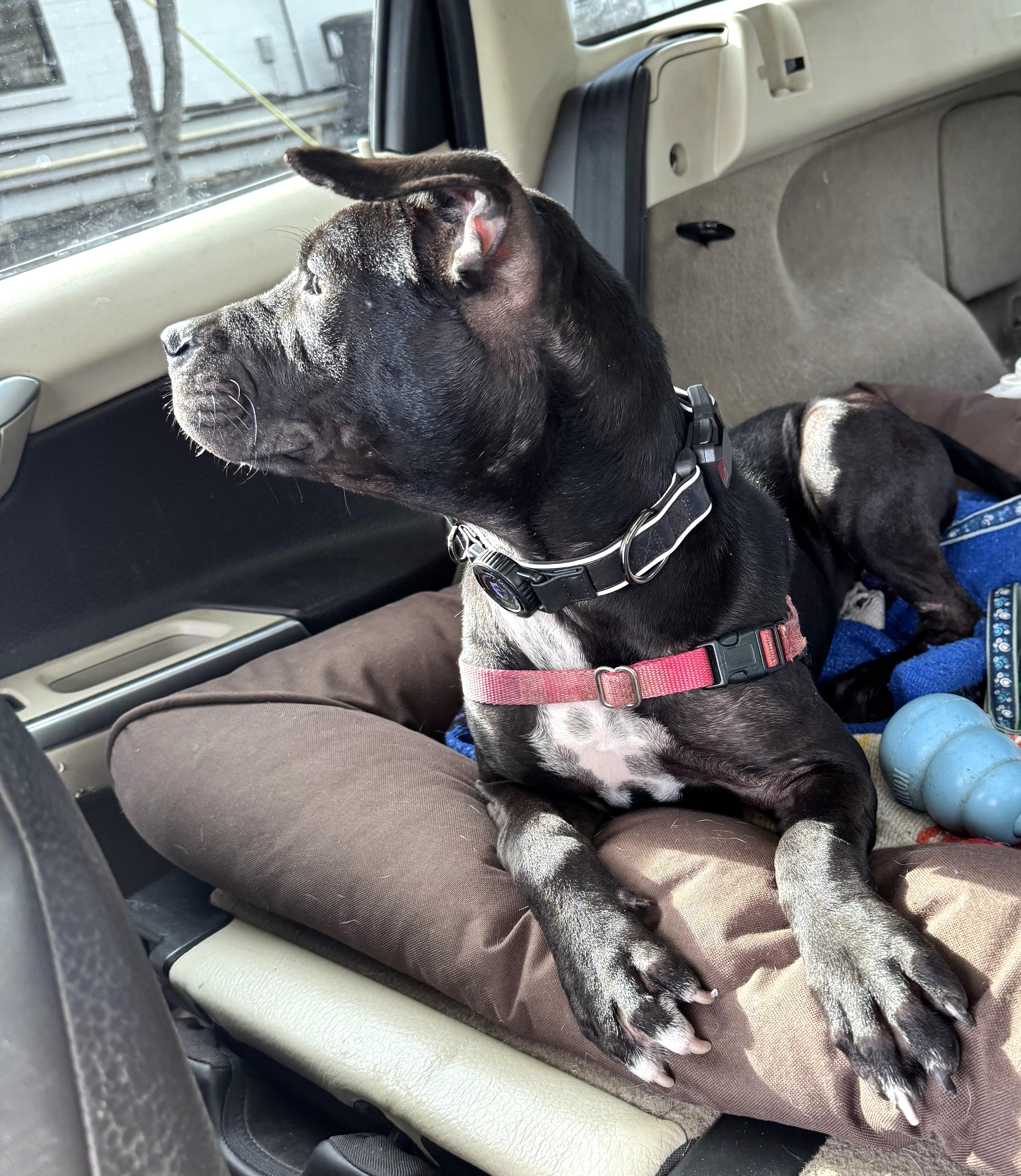 Enlarge Aurora (special sweetie), a ADOPTABLE mixed breed in Ithaca, NY image 4/4