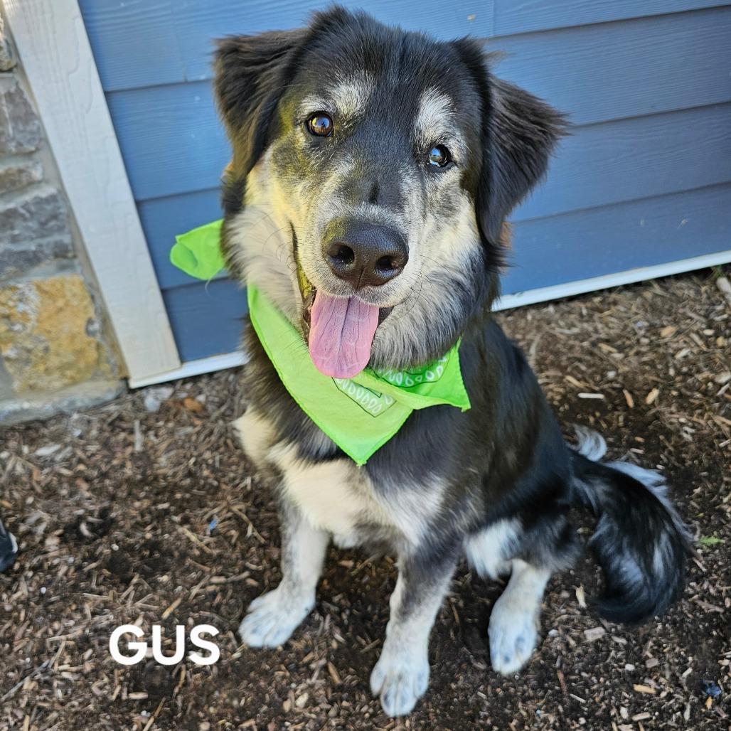 Gus, Adoptable, Adult Male Husky & Golden Retriever.