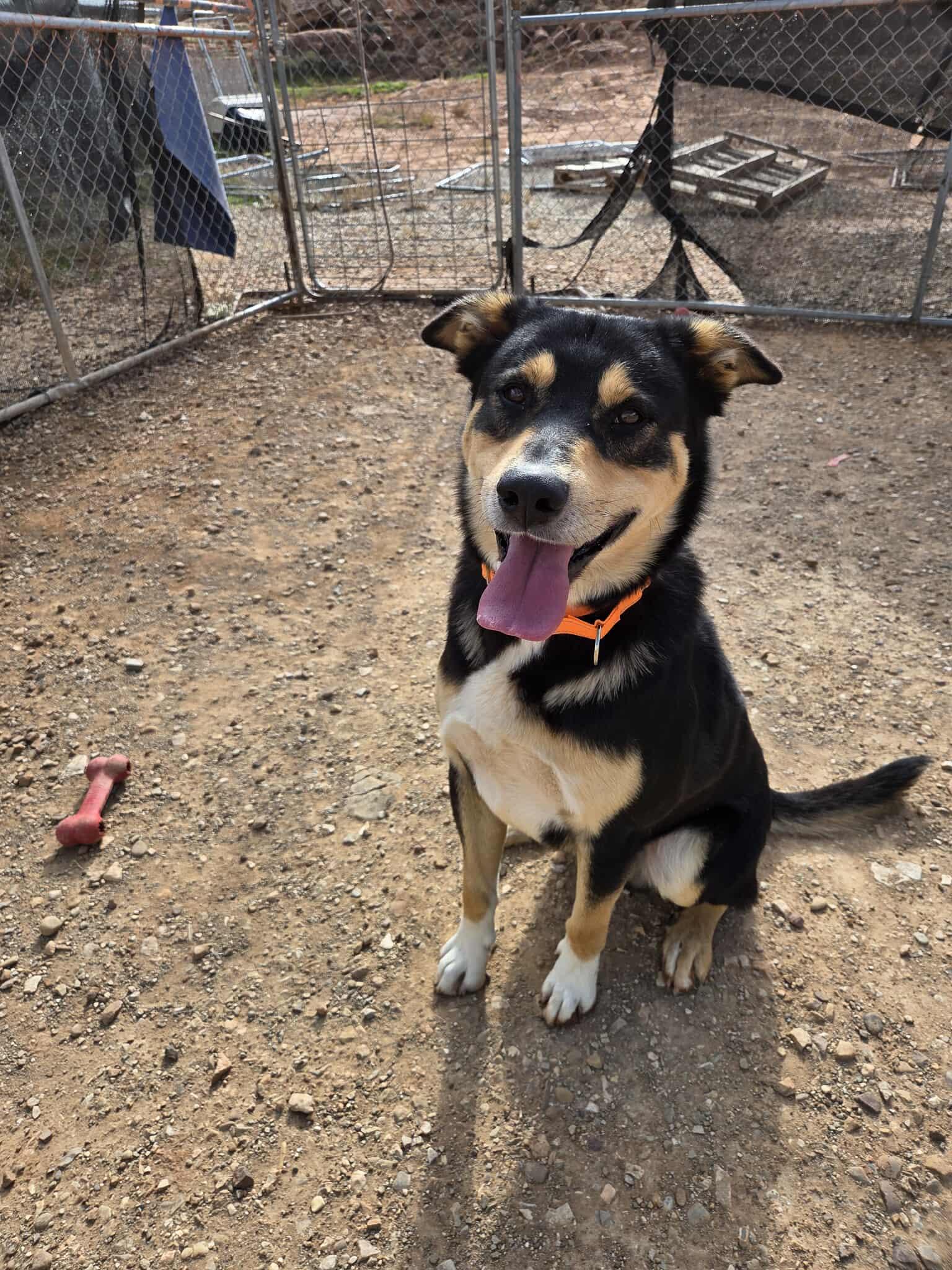 Phoenix, a Adoptable Mixed Breed in Roosevelt, UT image 2/4