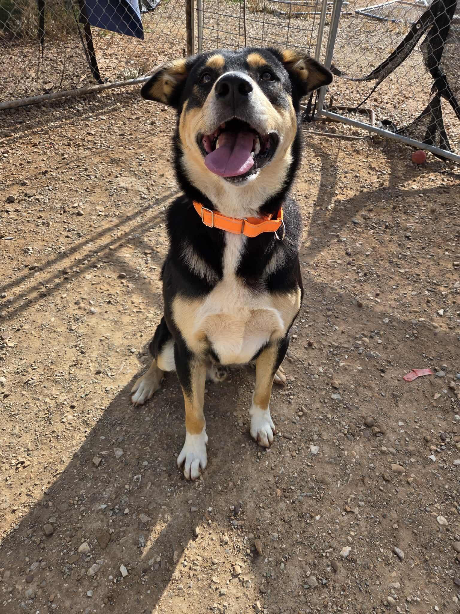Phoenix, a Adoptable Mixed Breed in Roosevelt, UT image 3/4