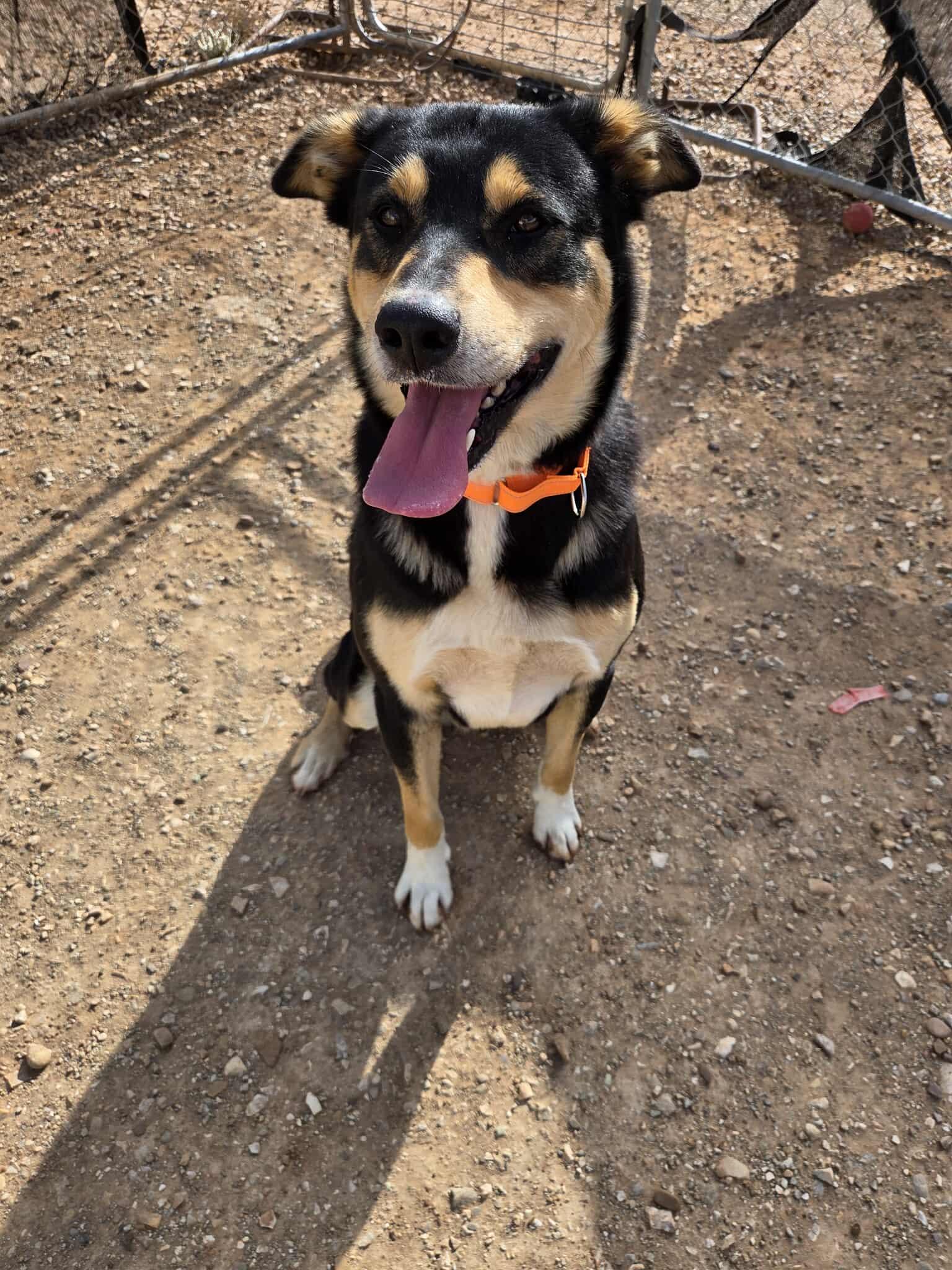 Phoenix, a Adoptable Mixed Breed in Roosevelt, UT image 4/4