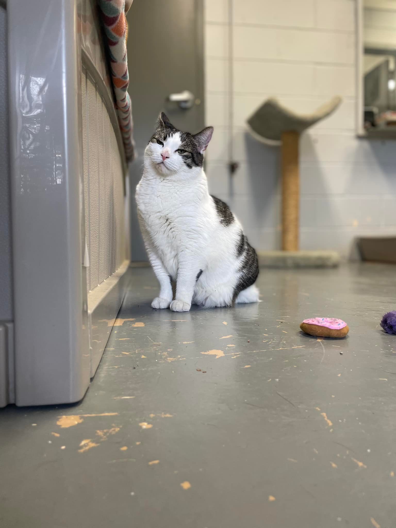 Enlarge Crystal, a Adoptable Domestic Short Hair in East Northport, NY image 1/6