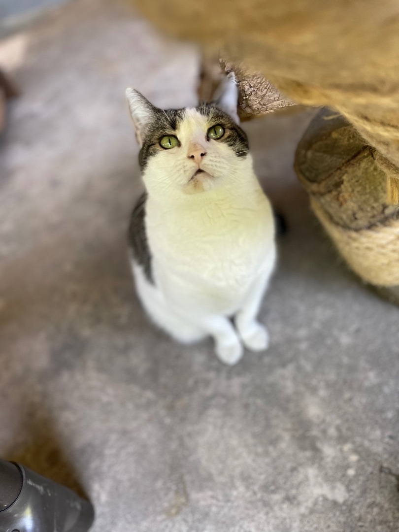 Enlarge Crystal, a Adoptable Domestic Short Hair in East Northport, NY image 2/6