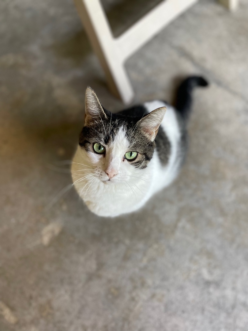 Enlarge Crystal, a Adoptable Domestic Short Hair in East Northport, NY image 3/6