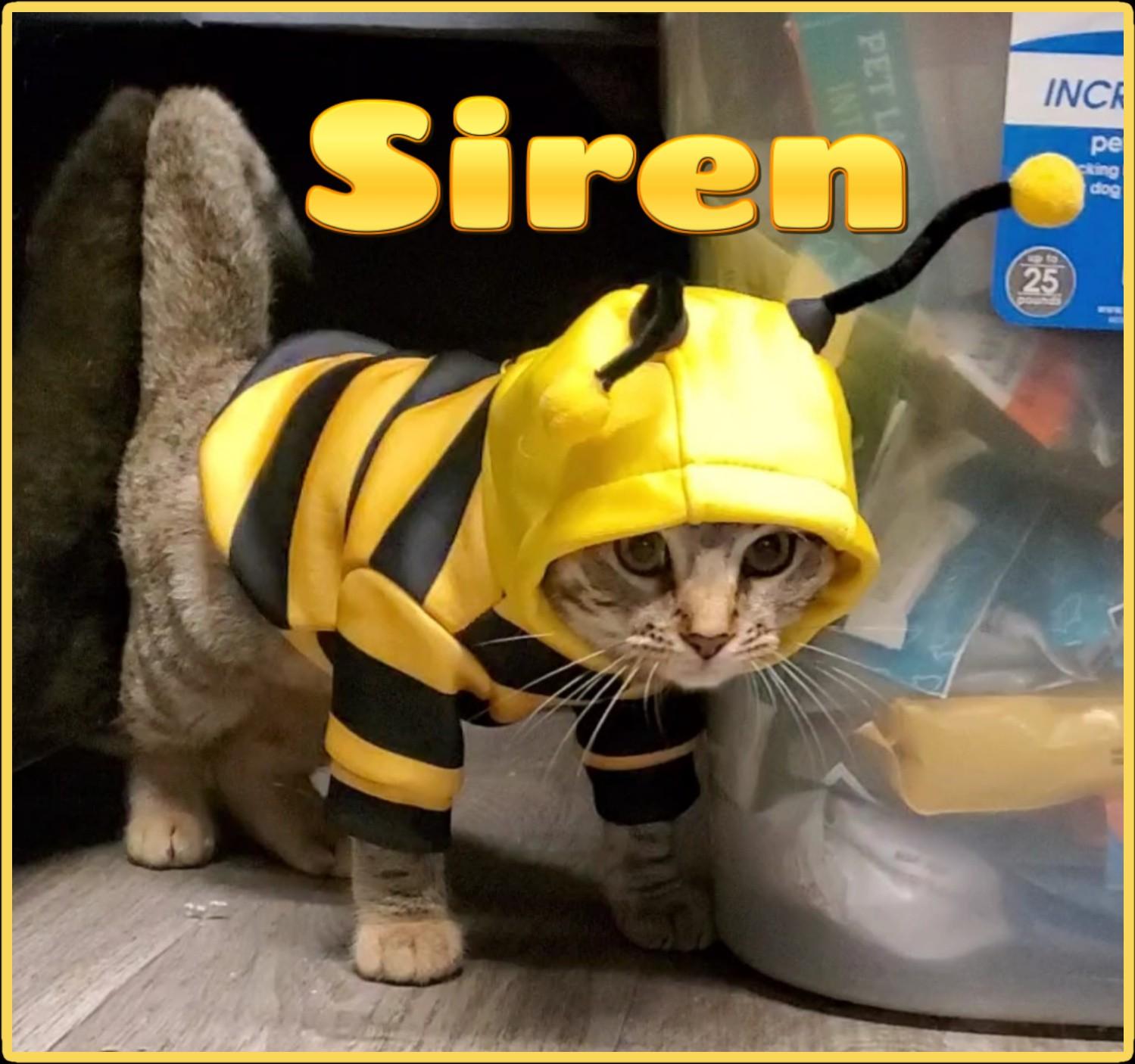 Siren - Outgoing sweetheart!, a Adoptable Domestic Medium Hair in Lake Hopatcong, NJ image 4/5