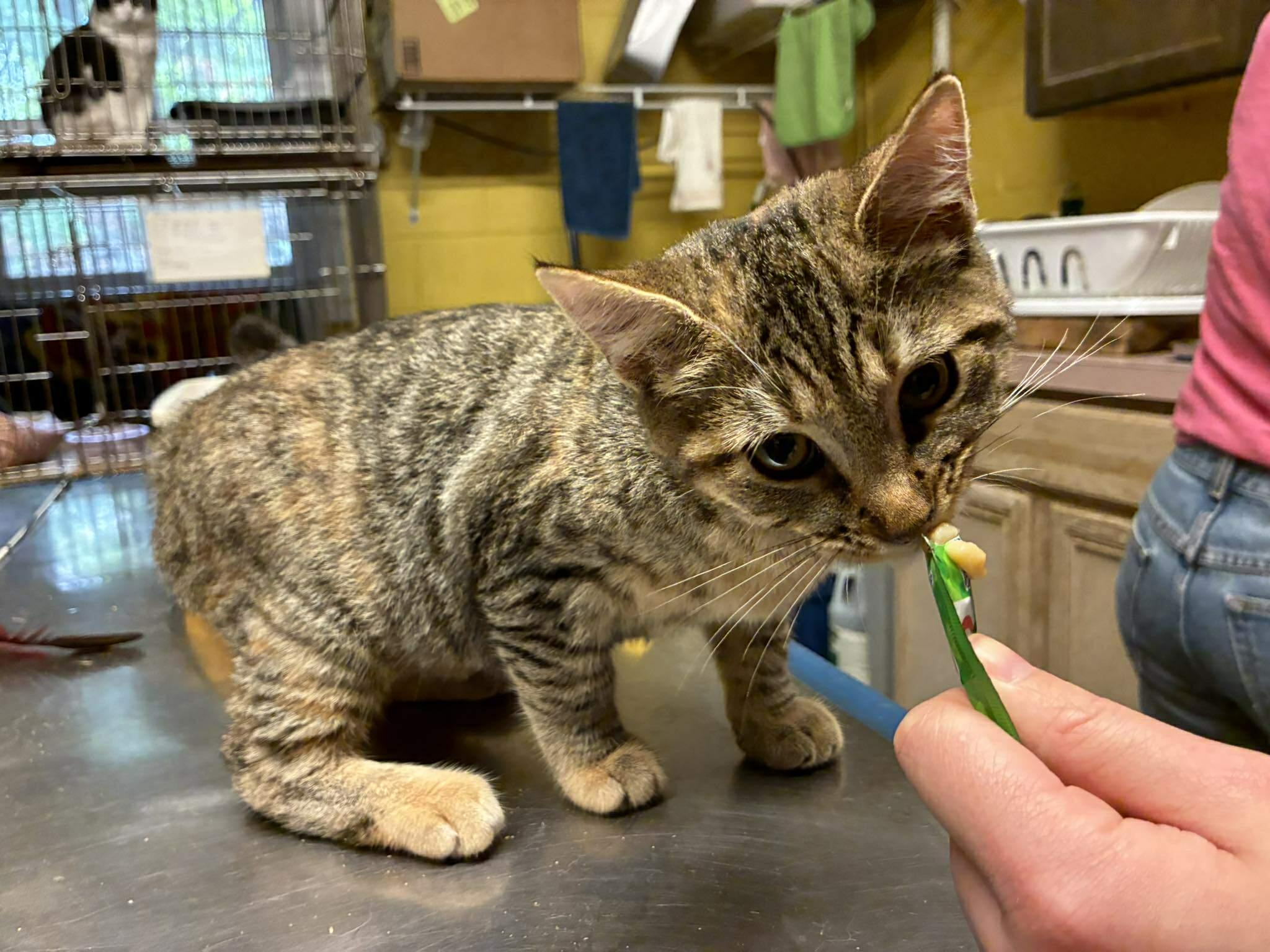 Siren - Outgoing sweetheart!, a Adoptable Domestic Medium Hair in Lake Hopatcong, NJ image 5/5