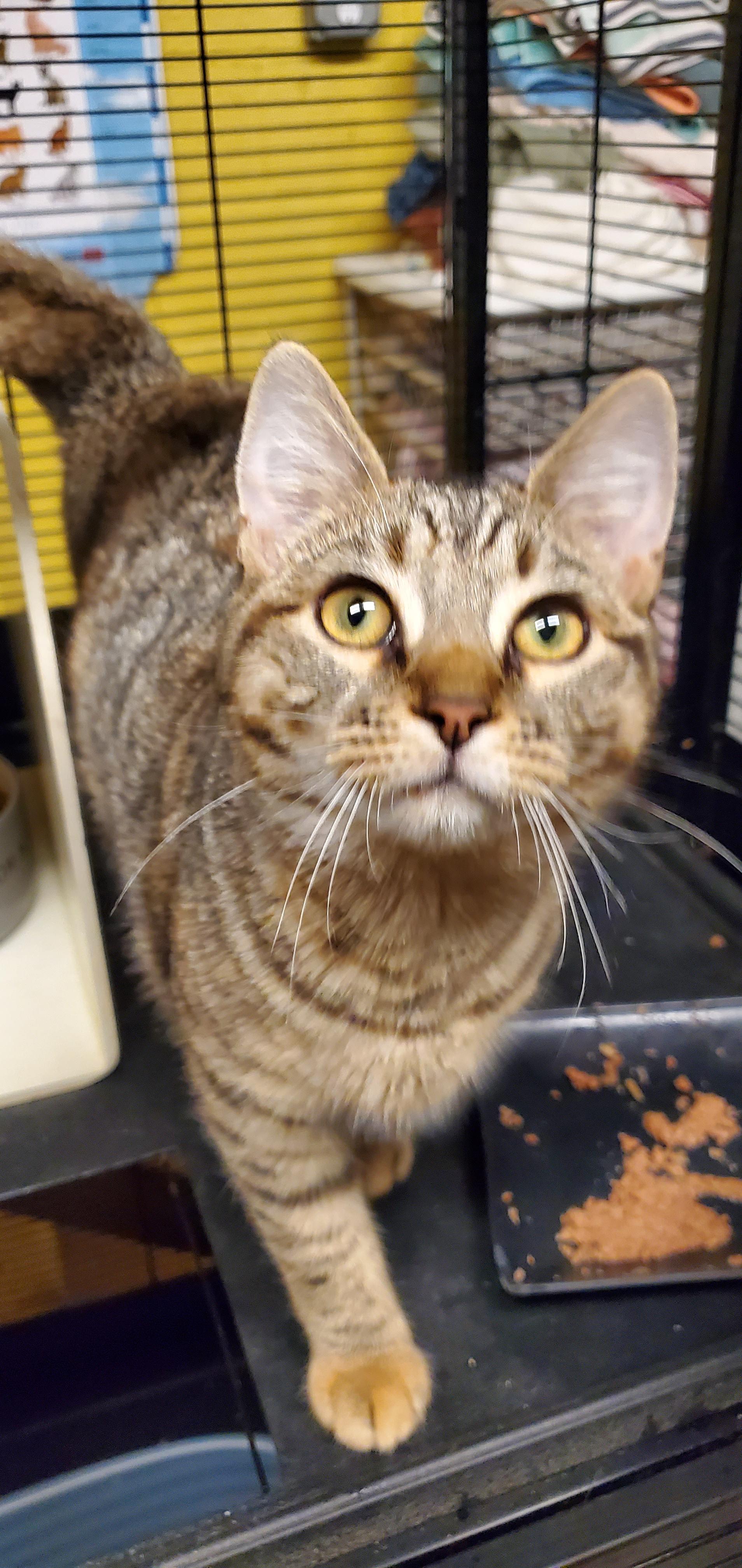 Siren - Outgoing sweetheart!, a Adoptable Domestic Medium Hair in Lake Hopatcong, NJ image 1/5