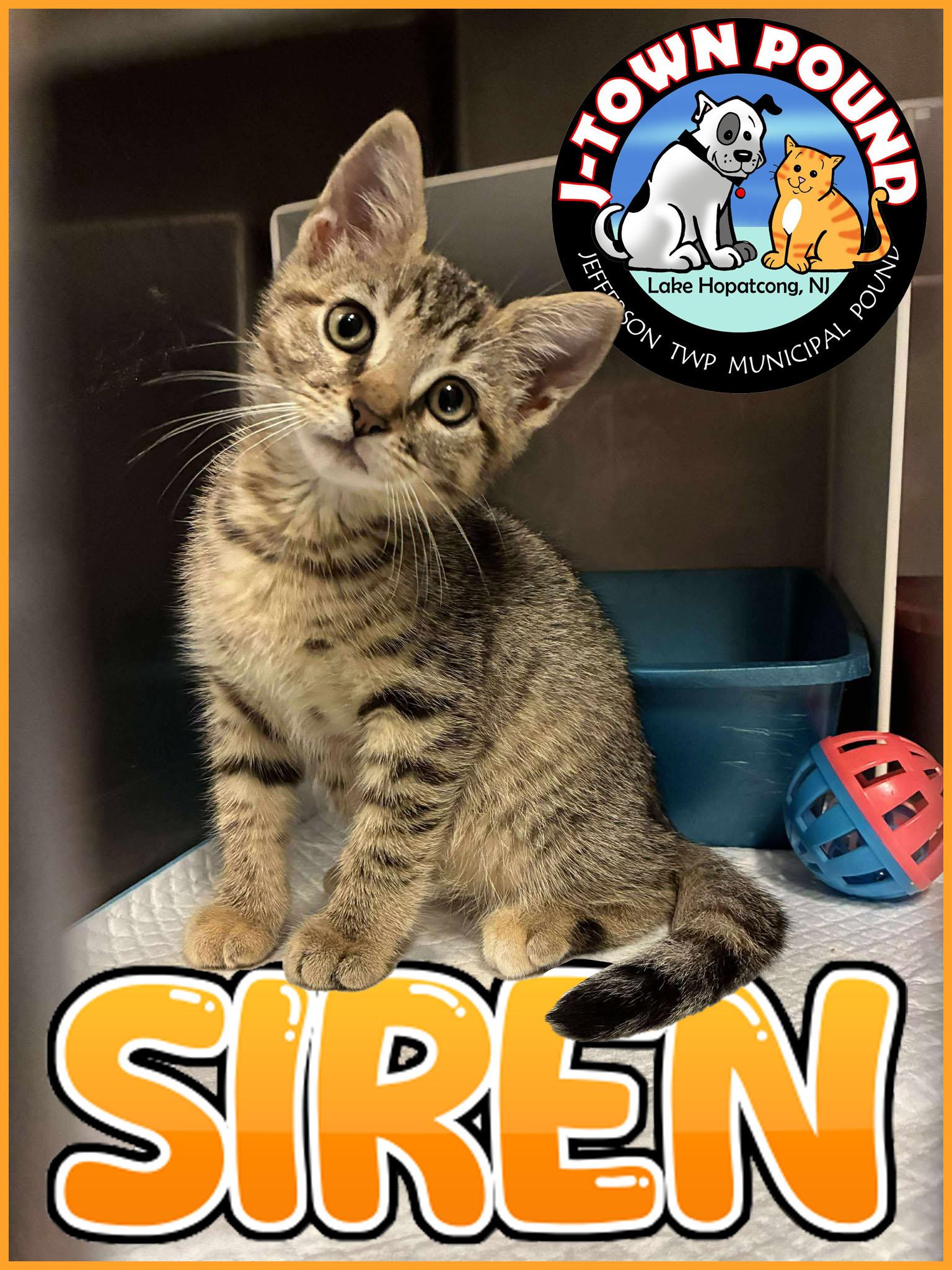 Siren - Outgoing sweetheart!, a Adoptable Domestic Medium Hair in Lake Hopatcong, NJ image 2/5