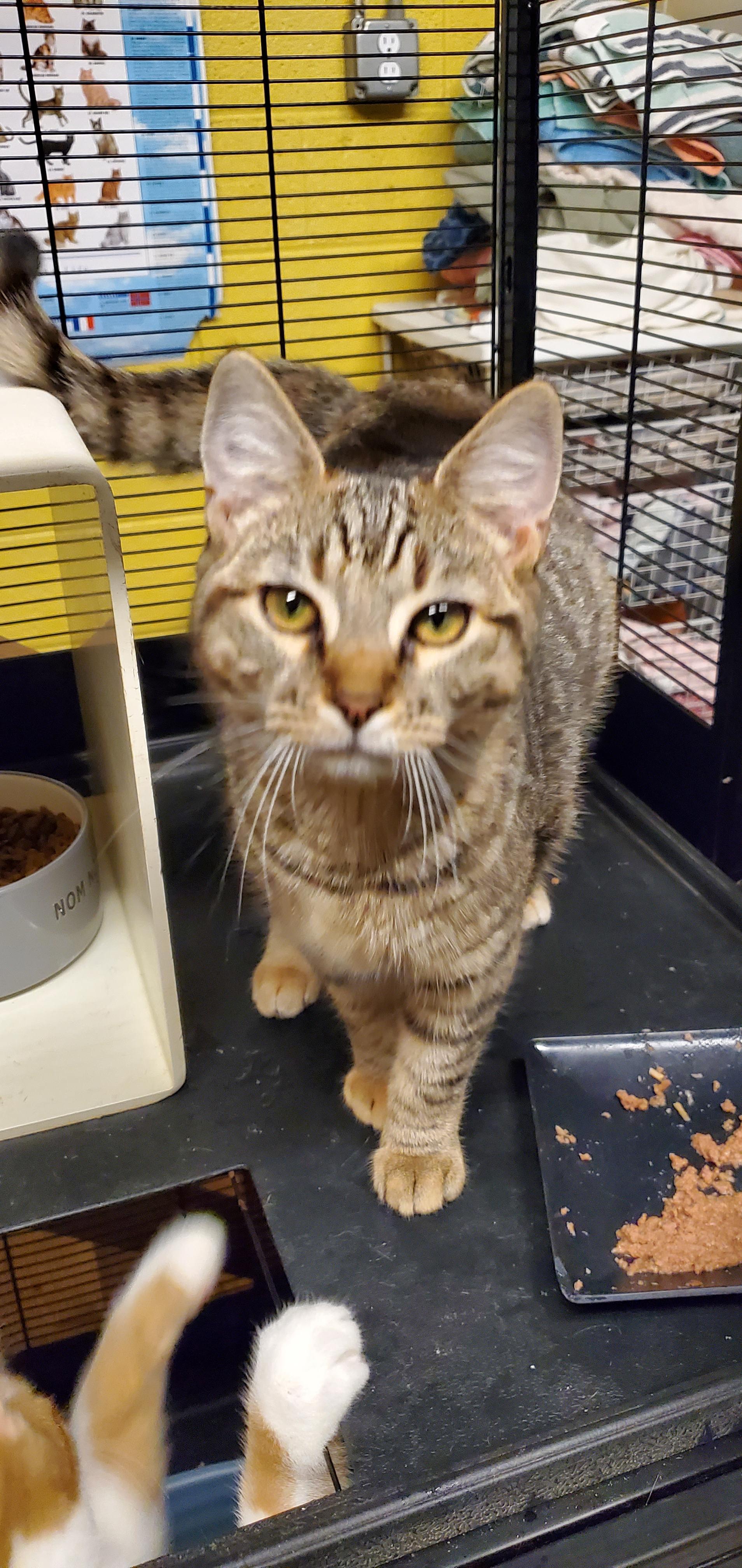 Siren - Outgoing sweetheart!, a Adoptable Domestic Medium Hair in Lake Hopatcong, NJ image 3/5