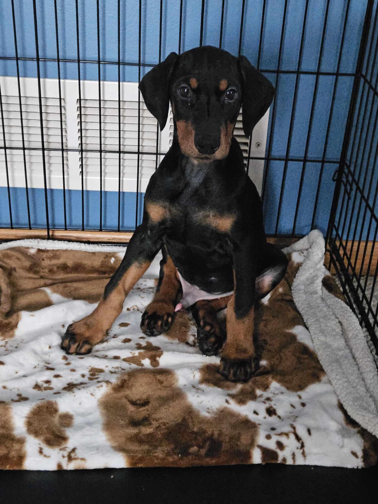 Mozt, Drax, Adopted, Puppy Male Doberman Pinscher.