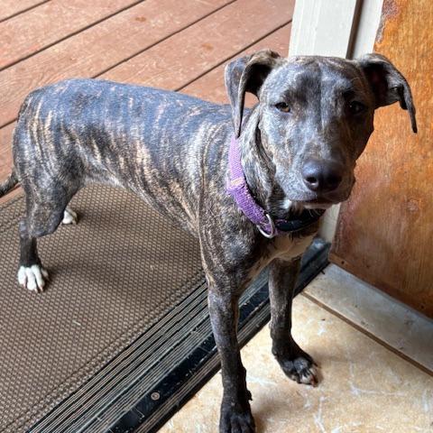 Molly, Adoptable, Young Female Whippet.