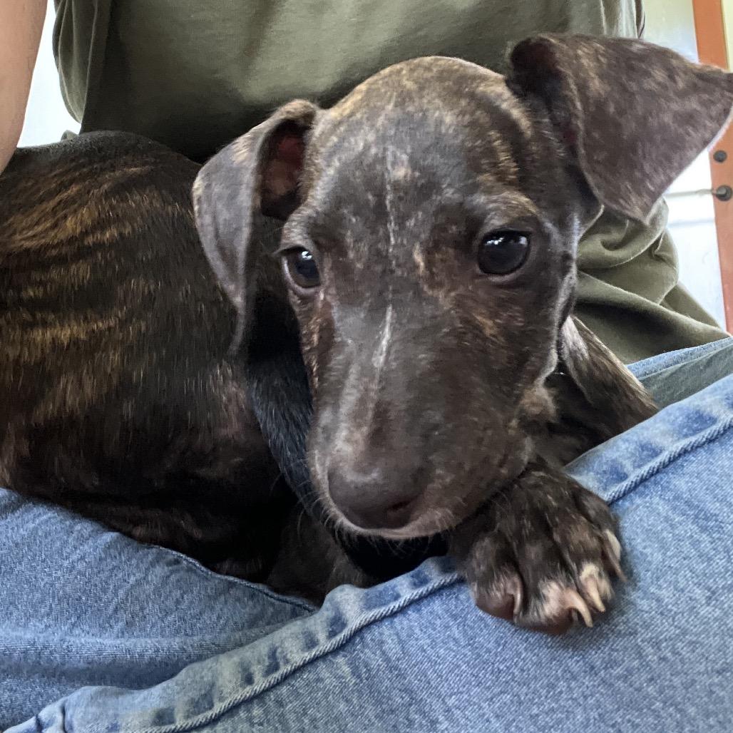 Enlarge Molly, a Adoptable Whippet in Kilauea, HI image 2/3