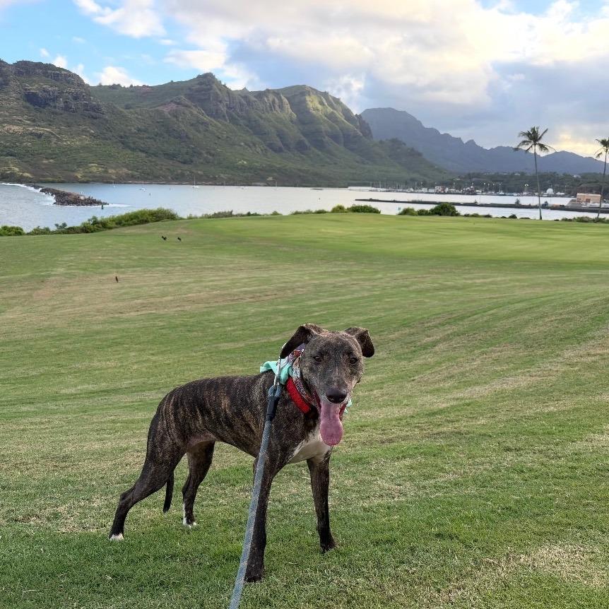 Enlarge Molly, a Adoptable Whippet in Kilauea, HI image 3/6