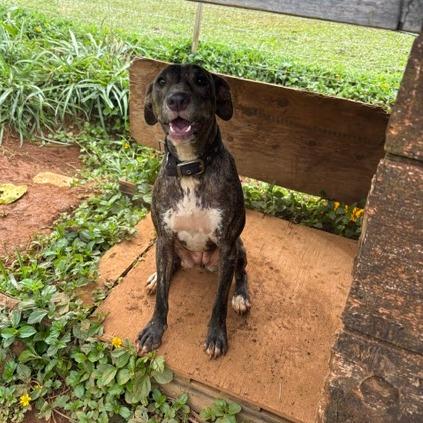 Molly, a Adoptable Whippet in Kilauea, HI image 3/5