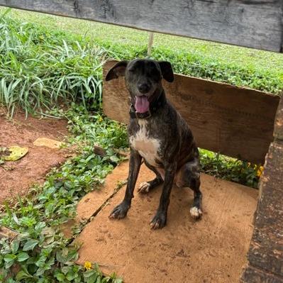 Molly, a Adoptable Whippet in Kilauea, HI image 4/5