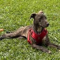 Enlarge Molly, a Adoptable Whippet in Kilauea, HI image 3/3