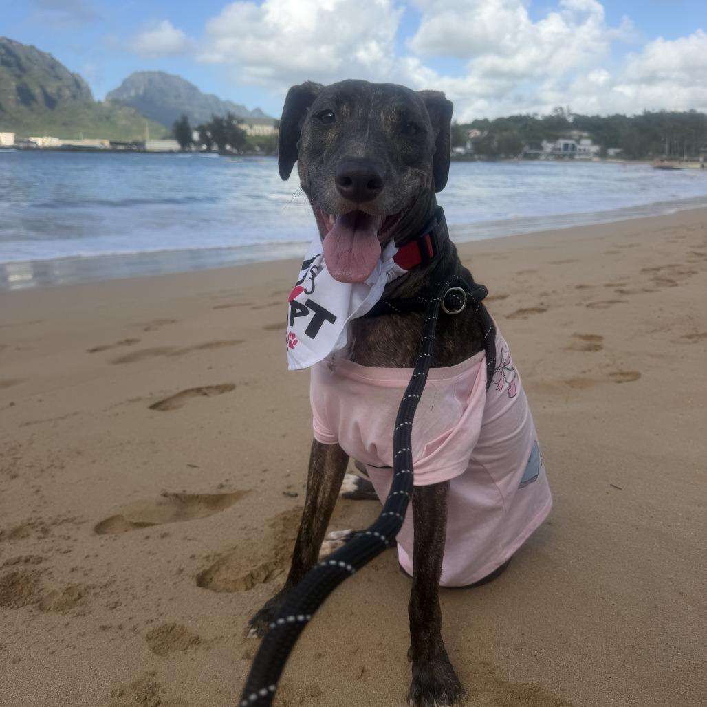 Molly, a Adoptable Whippet in Kilauea, HI image 6/6