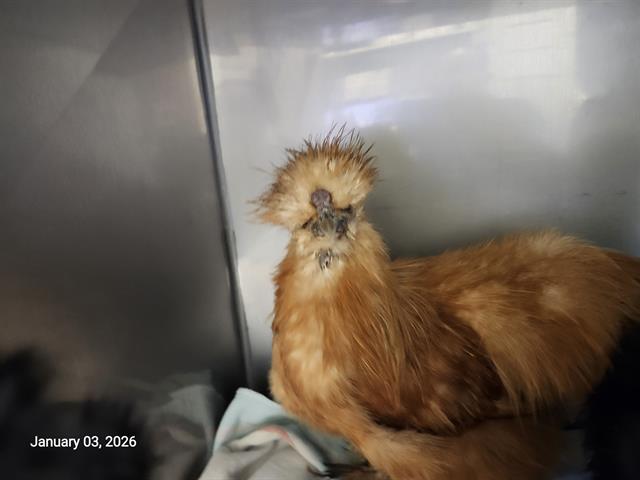 Enlarge GOBO*, a Adoptable Chicken in Santa Cruz, CA image 1/1