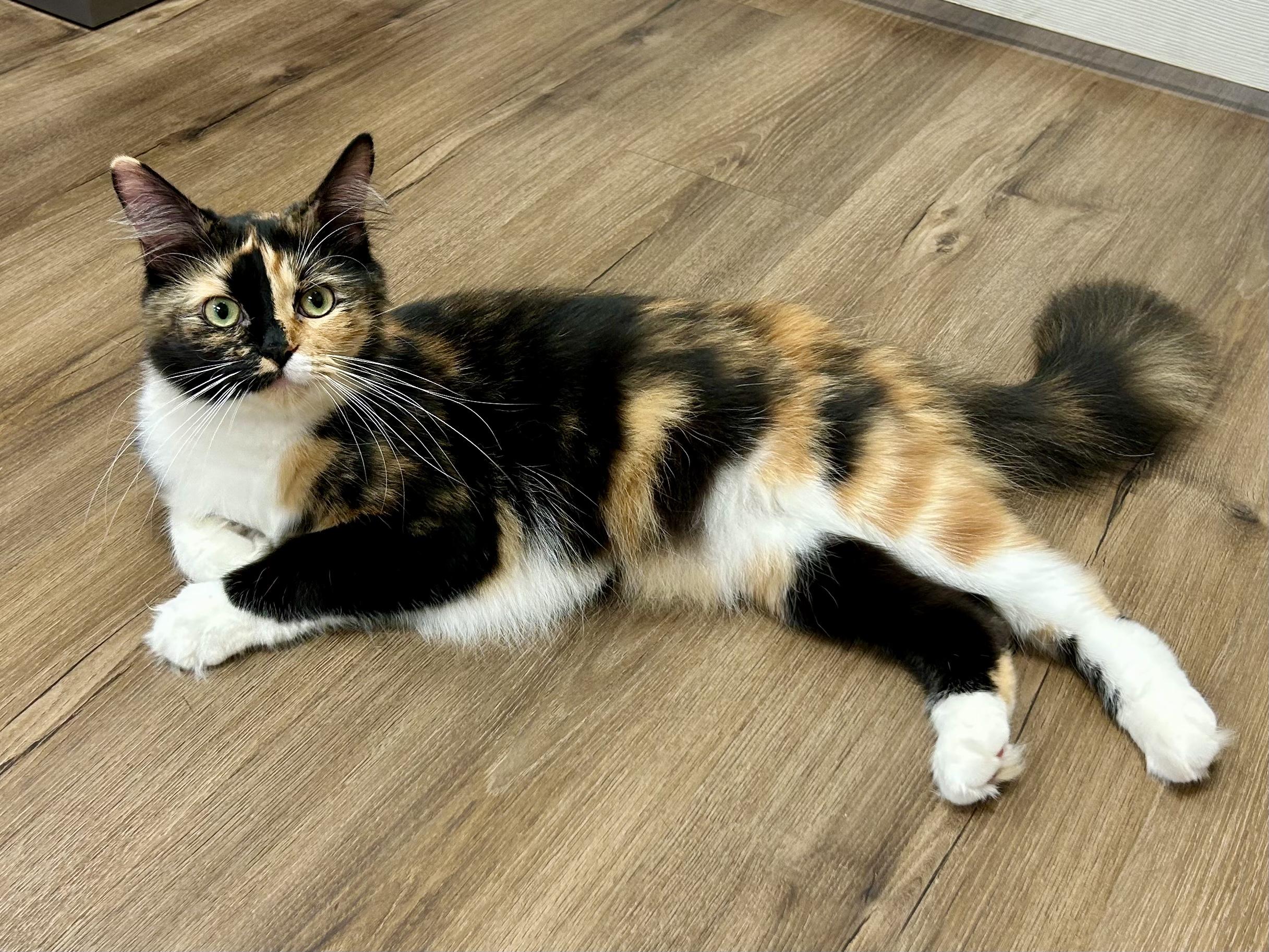 Mei, an adoptable mixed breed in Decatur, IL image 4/6