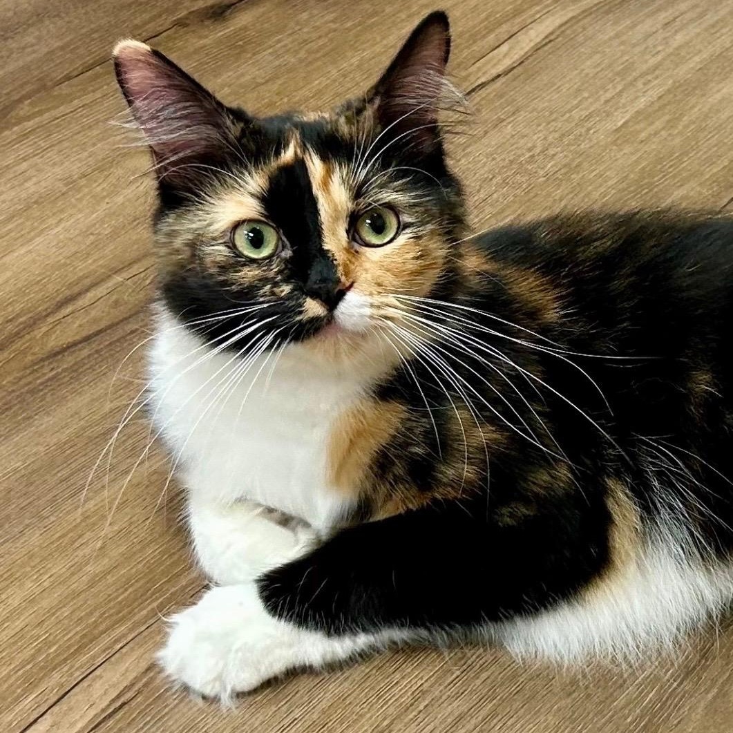 Mei, an adoptable mixed breed in Decatur, IL image 1/6